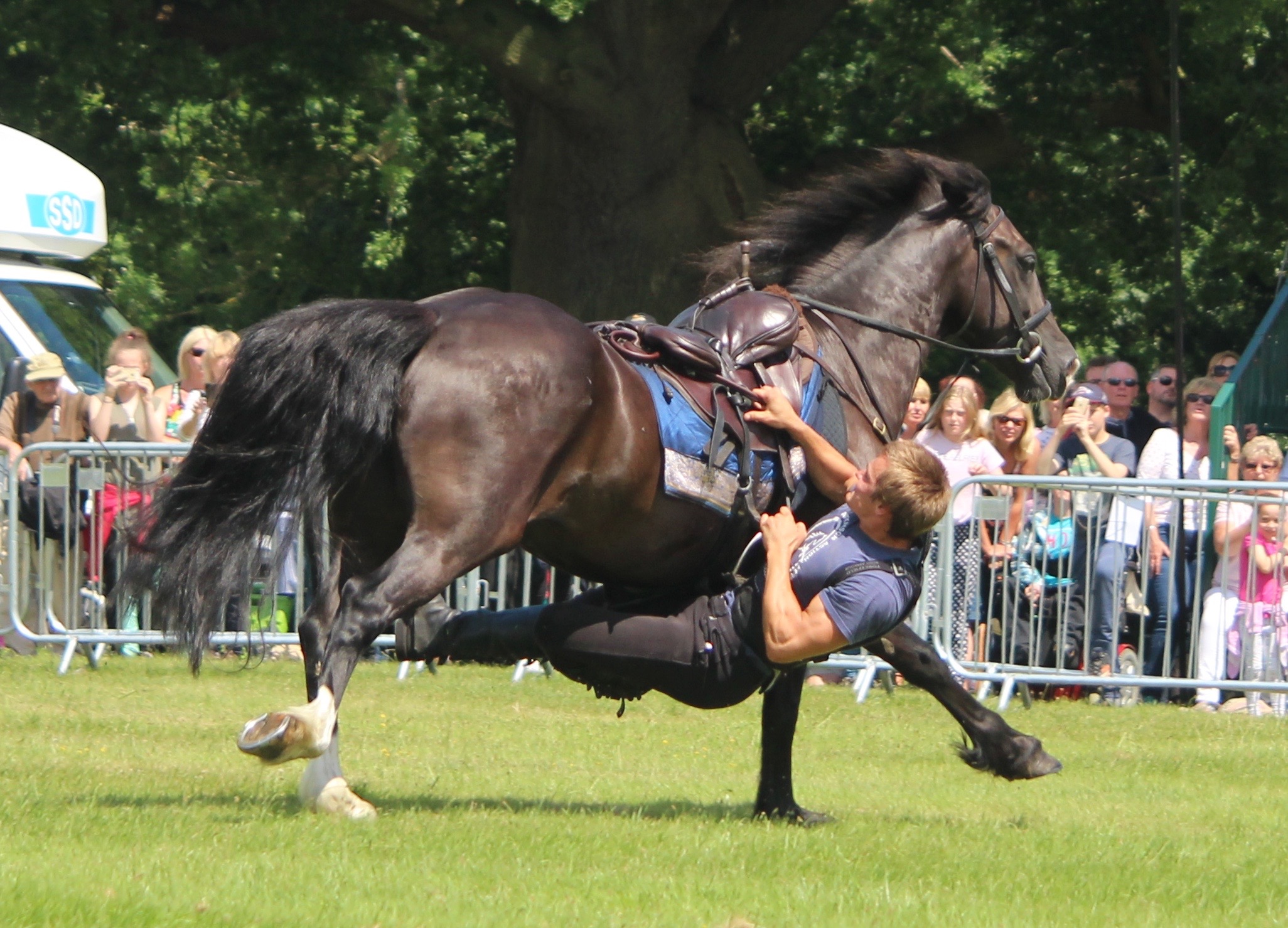 Atkinson Action Horses